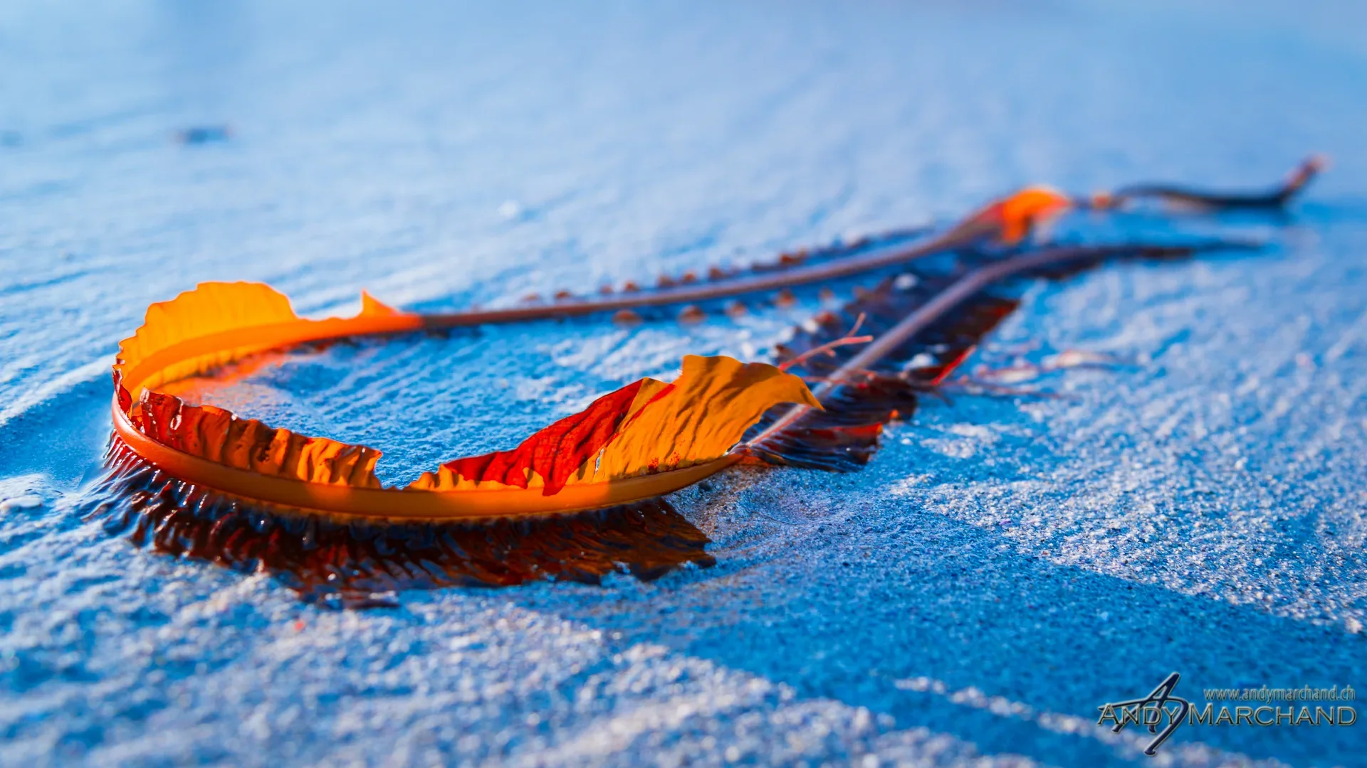 Orangefarbene Feder auf blauem Schnee
