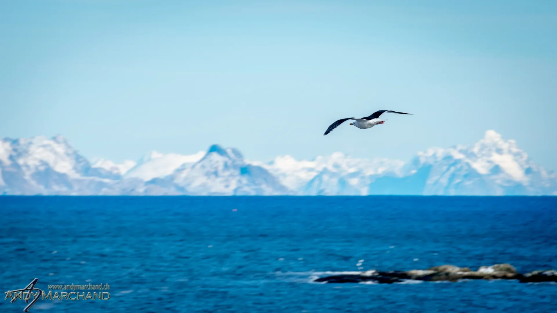 Möwe im Flug vor blauem Meer und verschneiten Bergen auf den Lofoten