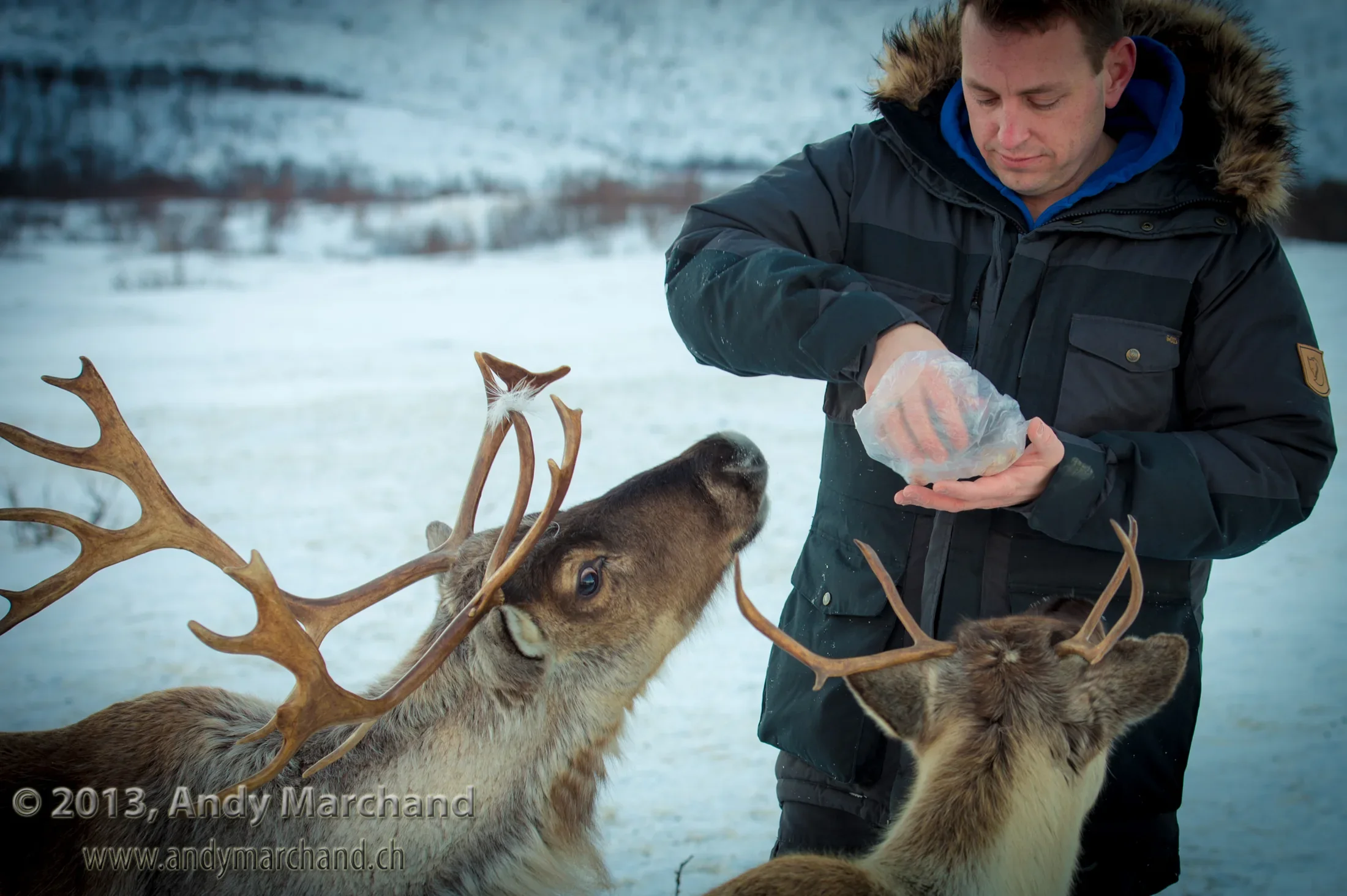 Andy Marchand füttert Rentiere im winterlichen Tromsø